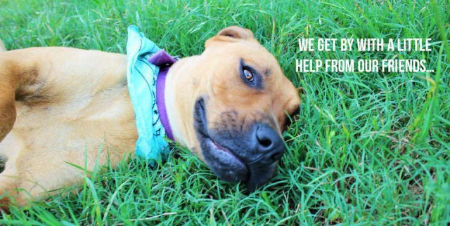 11391549_10152456800442325_9132371159399330623_n