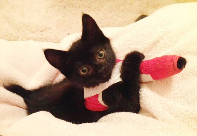 13226802_10153013173882325_9056242055973280112_n