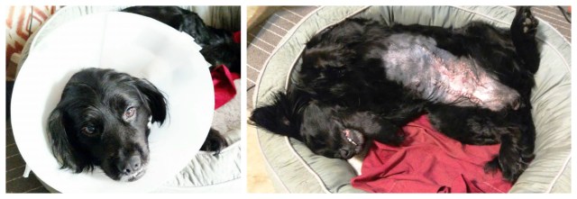 PicMonkey Collage3.jpg