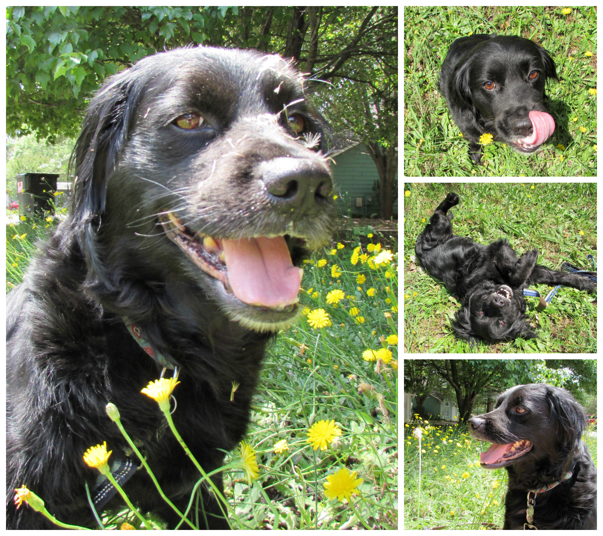 PicMonkey Collage5.jpg