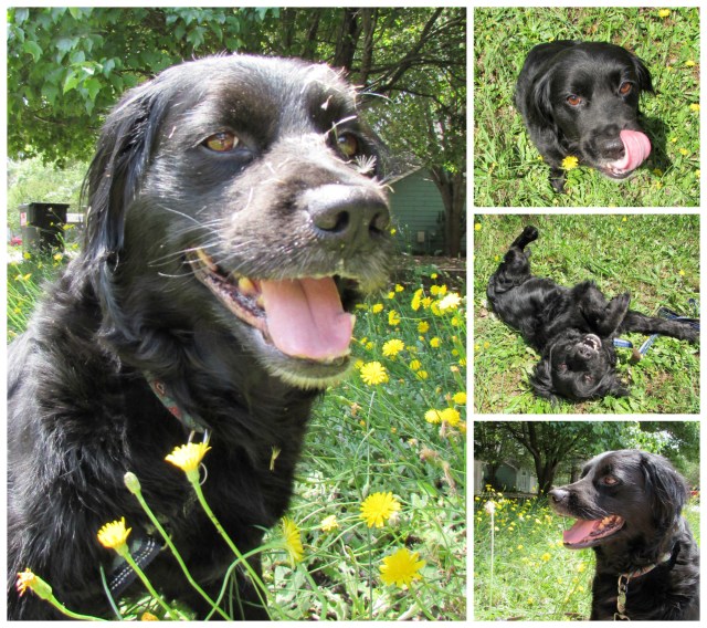 PicMonkey Collage5.jpg