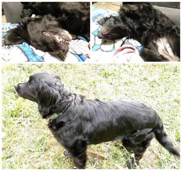 PicMonkey Collage7.jpg