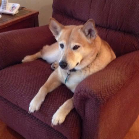 Maddie Patient Since Puppyhood